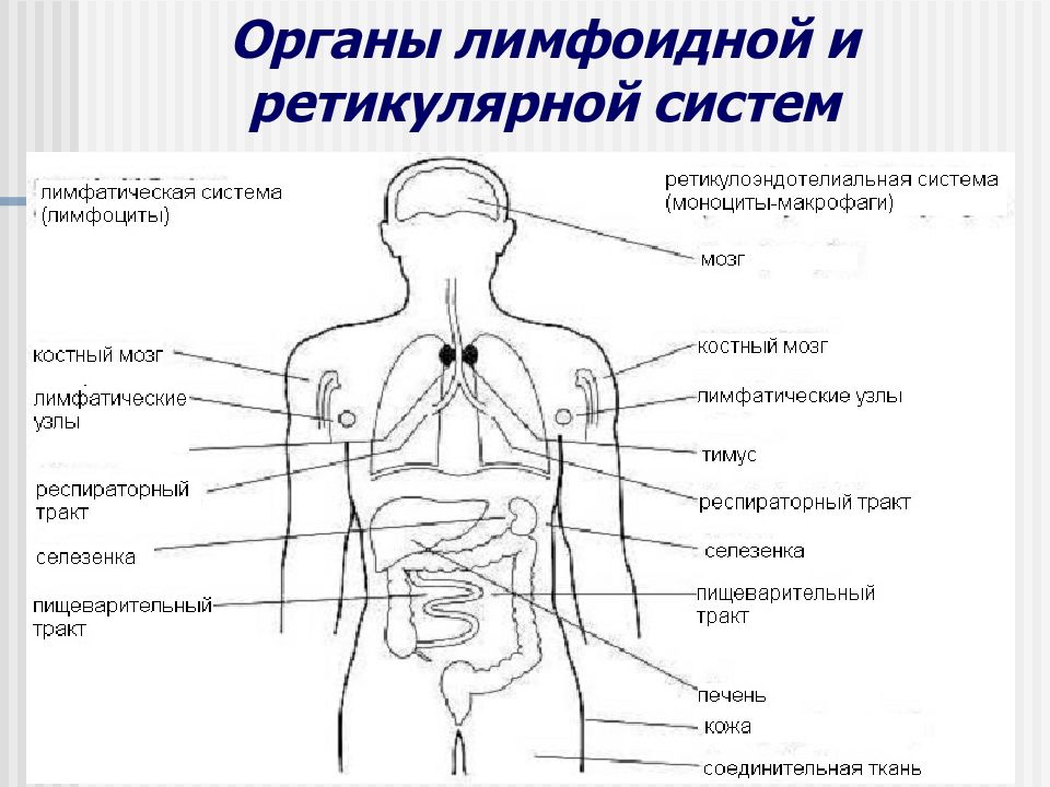 Органы 9. Клетки ретикулоэндотелиальной системы в печени. Ретикуложпителиальная система. РЕТИКУЛА эндоталная система. Оетикуда эндотелиальная система.