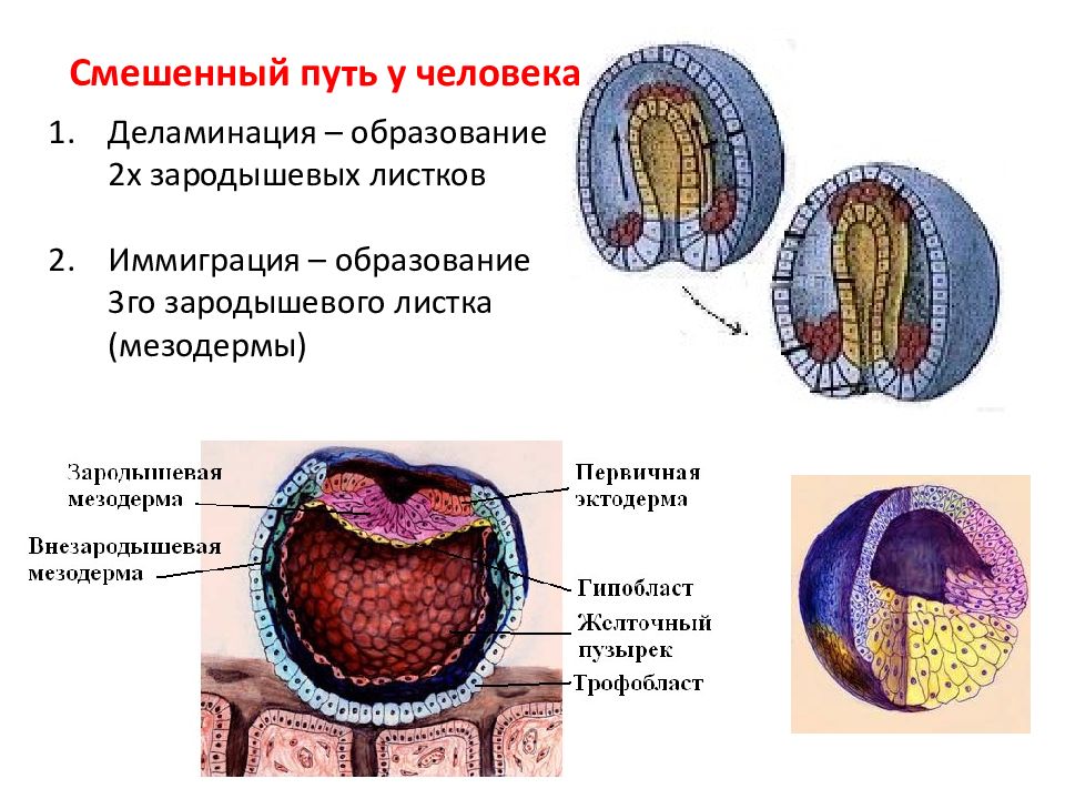Эмбриогенез пищеварительной системы. Образование зародышевой мезодермы. Формирование мезодермы. Эмбриогенез человека.