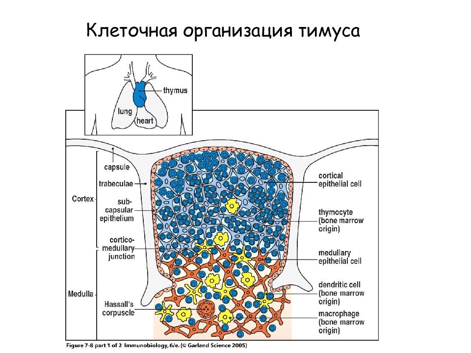 Клеточная организация. Схема строения тимуса. Строение клеток тимуса. Строение тимуса иммунология. Строение тимуса рисунок.