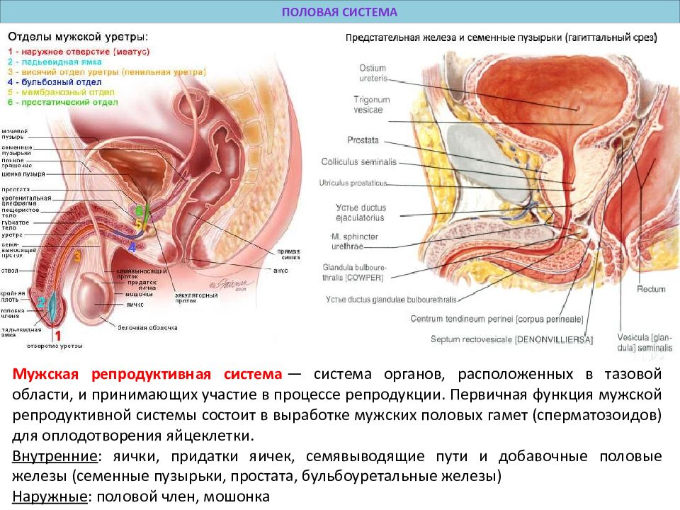 Мужская система. Мужская половая система. Строение мужской репродуктивной системы. Репродуктивная система мужчины схема. Мужская репродуктивная (половая) система.