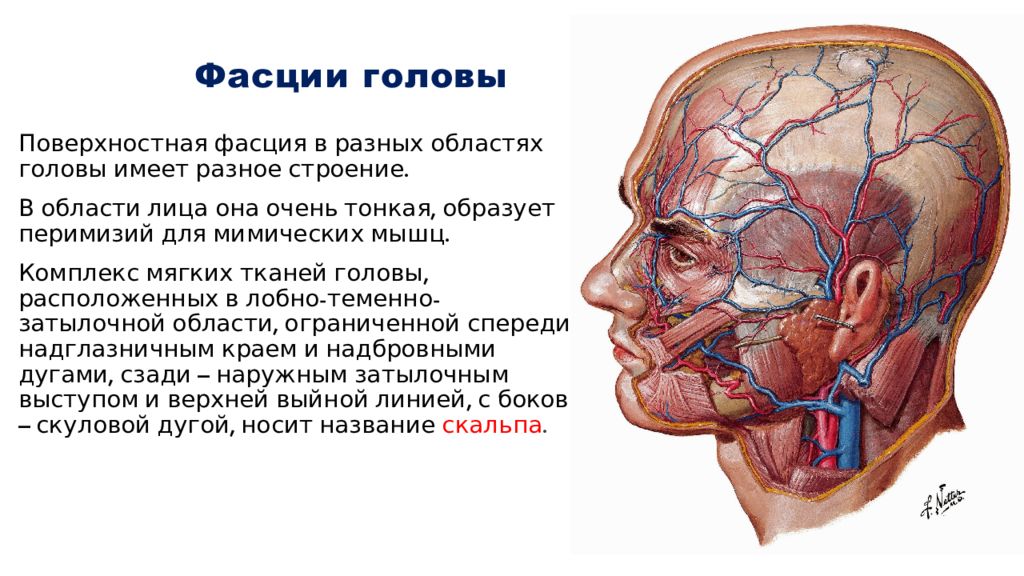 Ткани лба. Фасции головы анатомия. Поверхностная фасция лица.