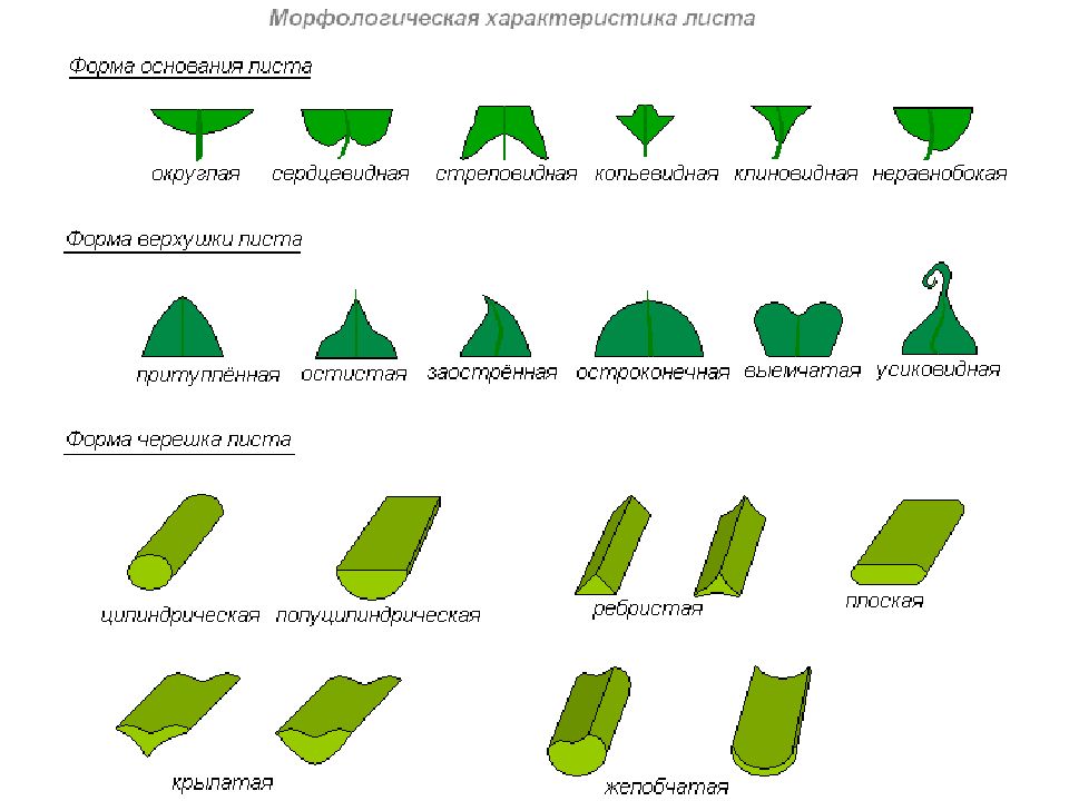 Типы листьев по форме. Лист по форме основания листовой пластинки. Форма основания и верхушки листовой пластинки. Форма верхушки листовой пластинки. Основание листовой пластинки листочка.