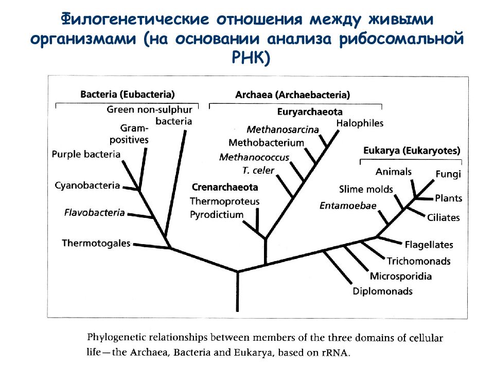 Древо цикл. Филогенетическое Древо схема. Эволюционное Древо плауновидных. Эволюционное Древо синапсид. Филогенетические уровни биологической памяти..
