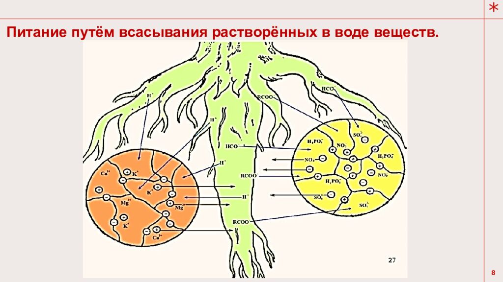 Тема урока: Обмен веществ у растений
