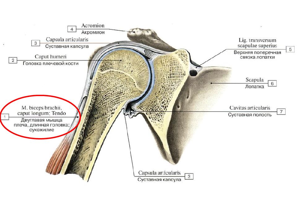 Соединение костей лопатки. Плечевой сустав анатомия. Суставная губа лопатки. Суставная впадина лопатки. Суставная впадина лопатки у собаки.