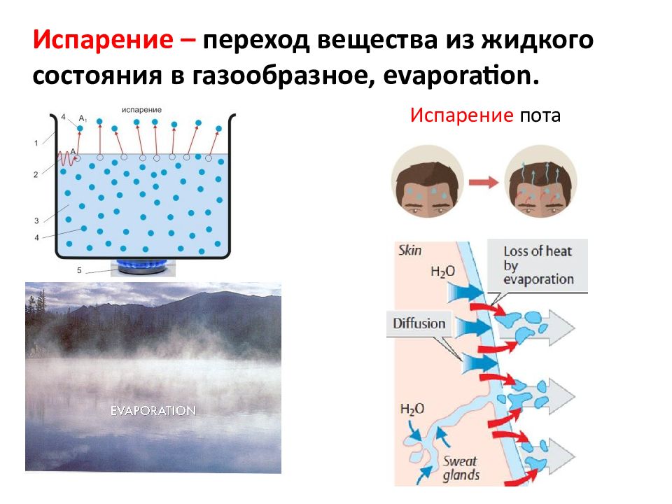 Переход вещества в газообразное состояние. Испарение пота. Испарение вещества. Испарение это переход вещества. Испарение человека.