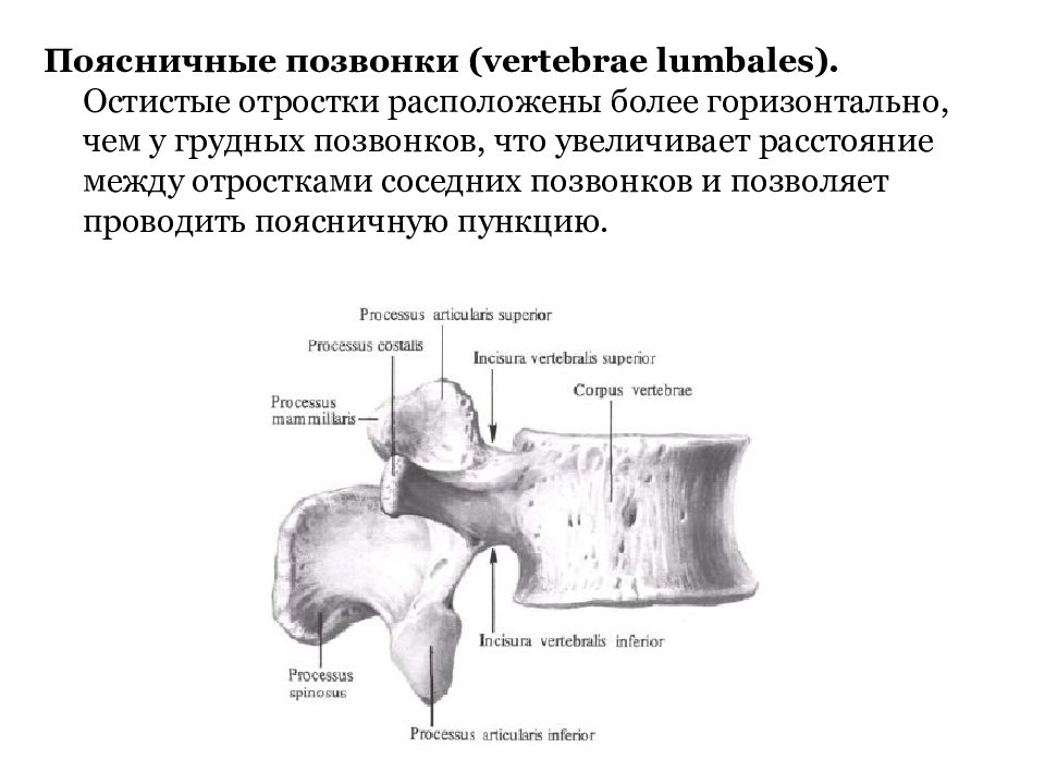 Остистые отростки позвоночника на схеме