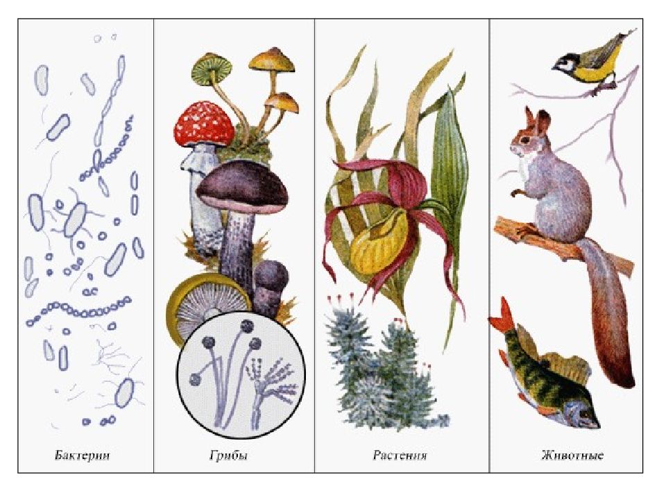 Рисунок царств природы. Бактерии грибы растения животные. Животные растения грибы. Царство растений животных грибов. Царство животных растений грибов бактерий.