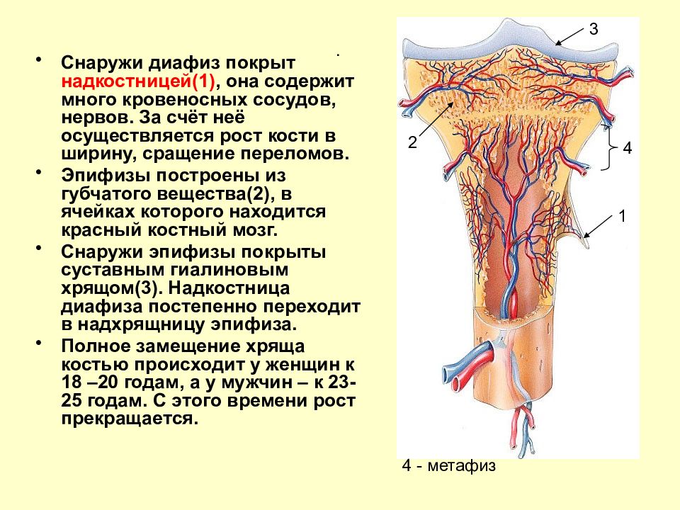 Содержит нервы