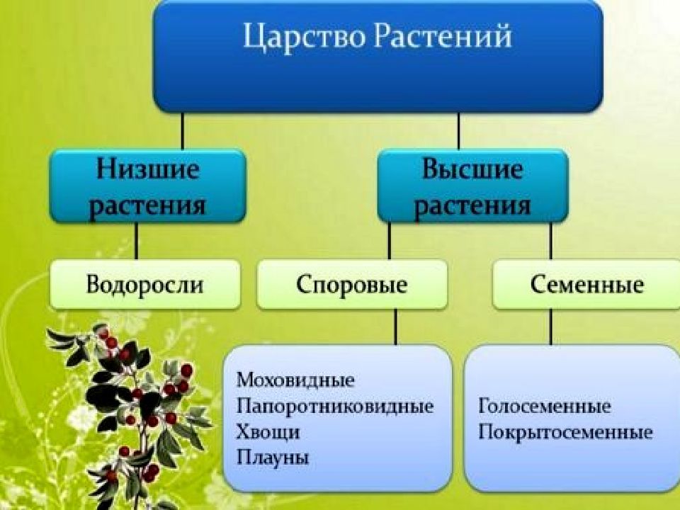 Царство растений проект