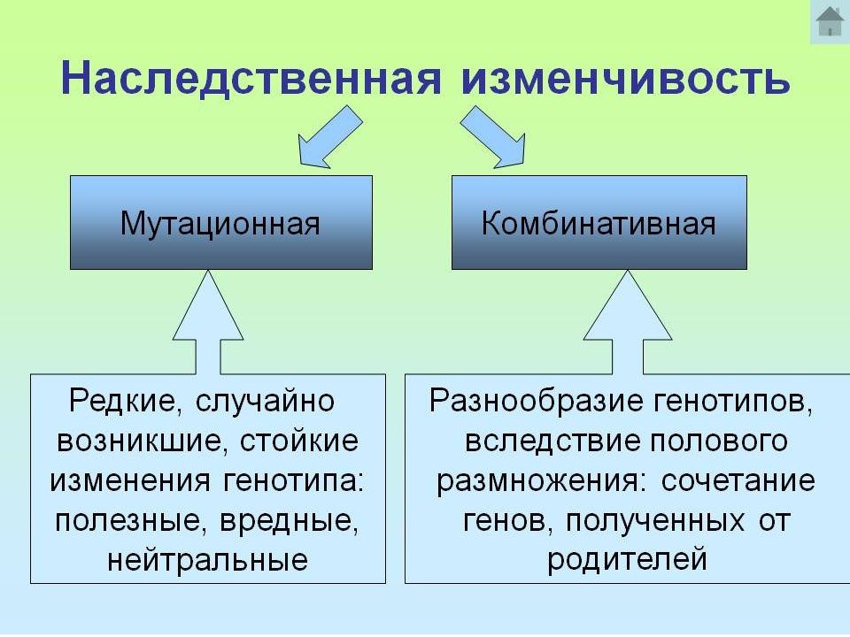 Наследственная изменчивость человека проект