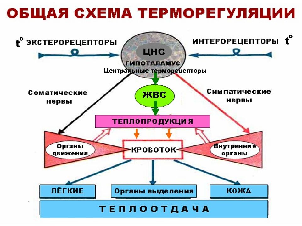 Схема регуляции теплообмена