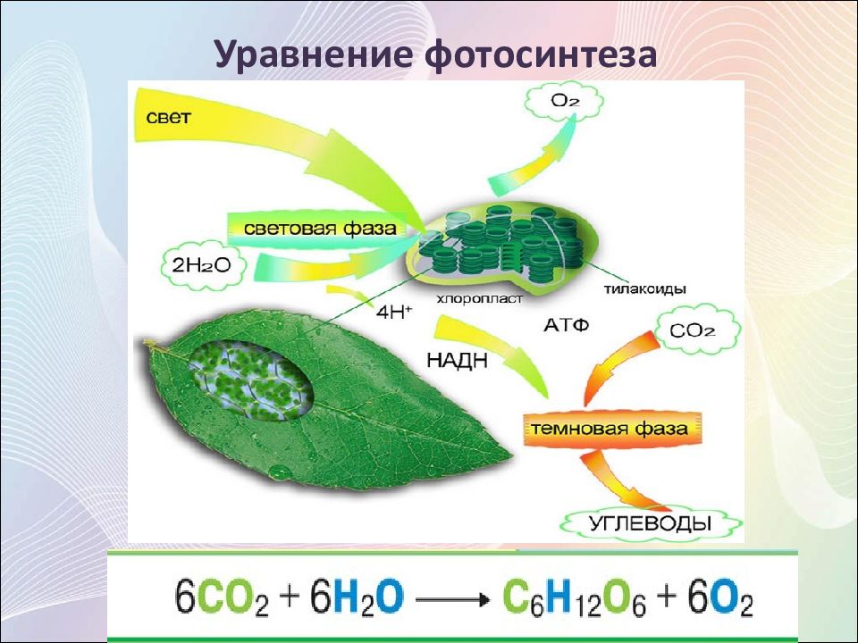 Значение фотосинтеза для растений 5 класс. Схема процесса фотосинтеза химия. Схема фотосинтеза у растений. Полная реакция фотосинтеза. Фазы фотосинтеза хемосинтез.