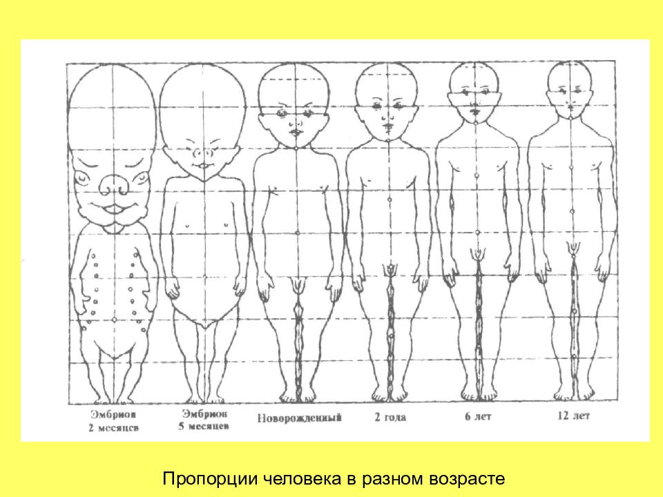 Ребенок сколько голов. Пропорции человека в разном возрасте. Тела людей разных возрастов. Возрастные пропорции человека. Анатомия людей разного возраста.