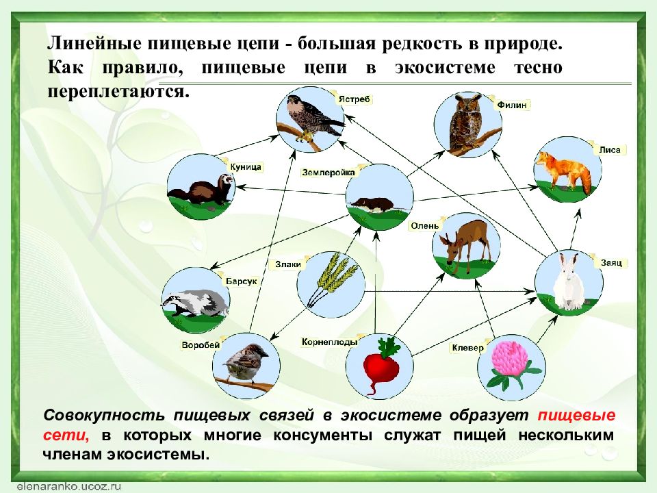 Пищевые связи в природе 9 класс презентация