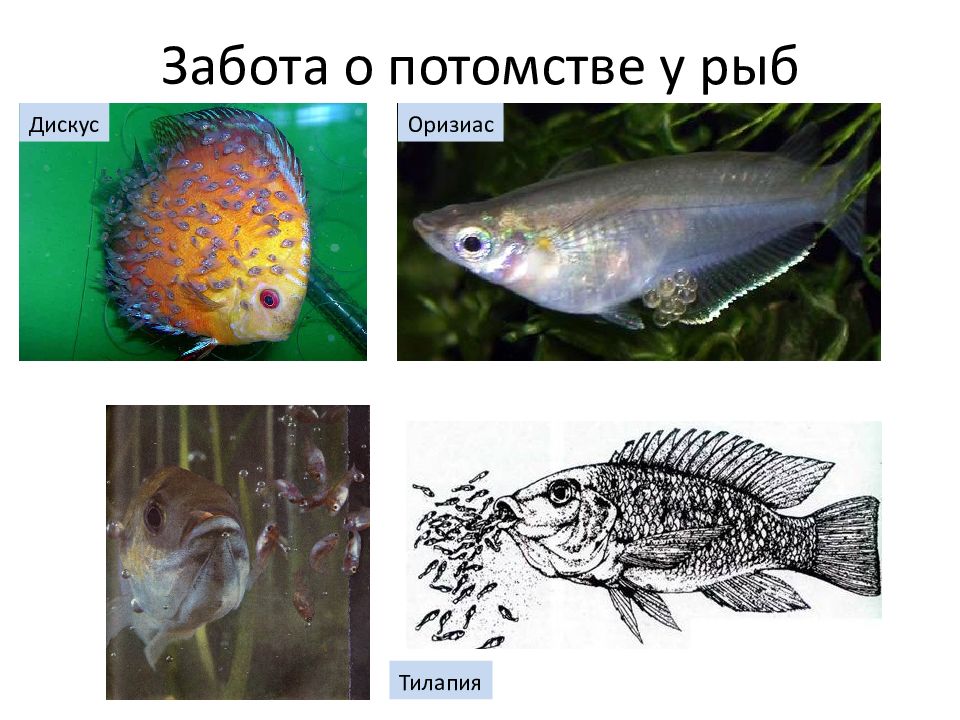 Характерна забота о потомстве. Забота о детёнышах у рыб. Заботу о потомстве проявляют у рыб. Забота о потомстве у рыб примеры. PF,JNF J gjnjvcndt HS,.