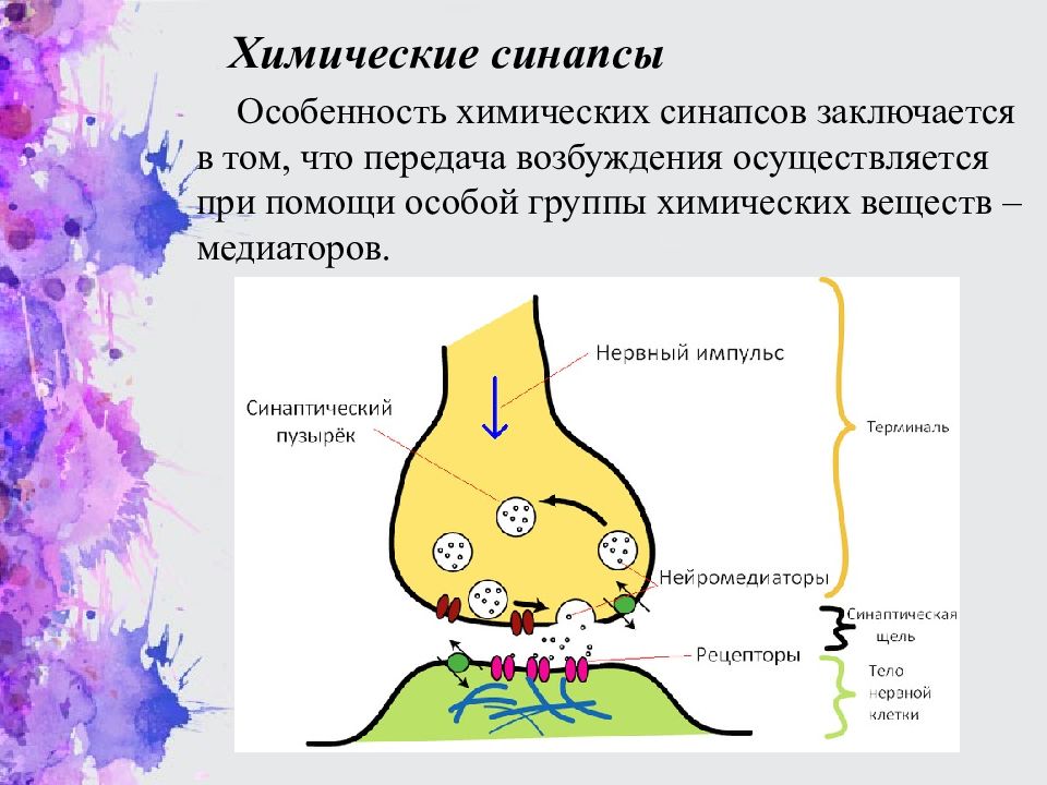 Схема строения и передачи сигнала в химическом синапсе