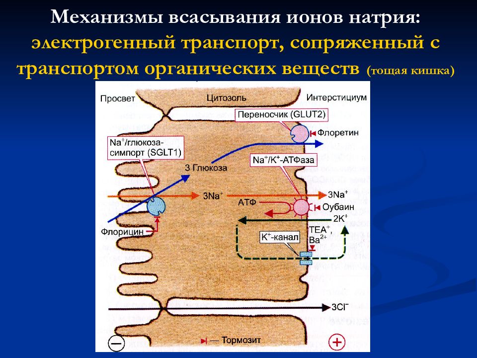 Транспорт органических. Механизмы всасывания различных веществ в кишечнике.. Механизмы всасывания в ЖКТ. Механизм всасывания веществ в пищеварительном тракте. Механизмы всасывания в ЖК.