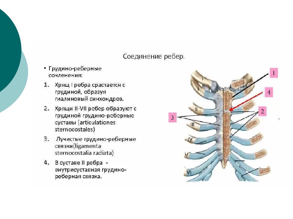 Ребро тип соединения. Соединение грудины и ребер. Тип соединения хрящей 2 7 ребер с грудиной. Соединение ребер с грудиной. Соединение костей 2-7 ребер с грудиной.