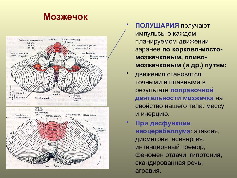 Гемисферы мозжечка изменение. Нервная система мозжечок. Строение мозжечка неврология. Мозжечок ядра и проводящие пути. Проводящая функция мозжечка.