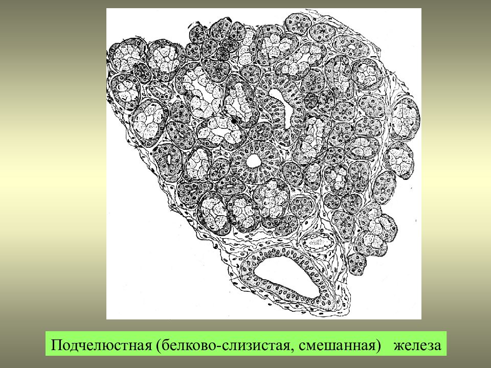 Подчелюстная железа. Подчелюстная железа эпителий. Подчелюстная железа рисунок. Слизисто белковые железы.