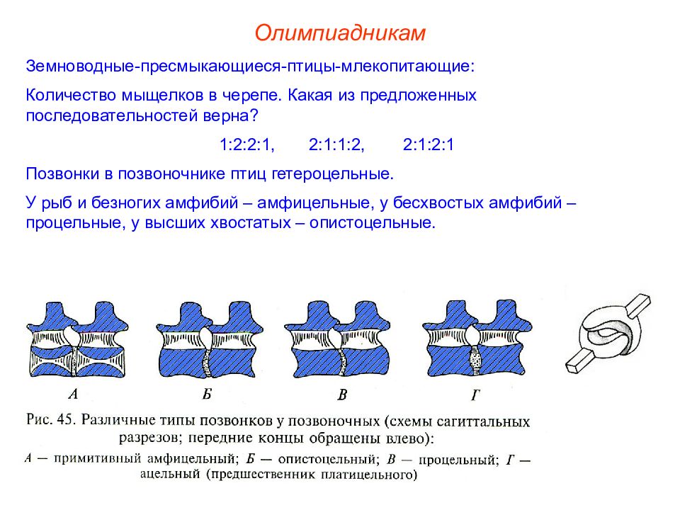 Из предложенных последовательностей. Типы позвонков амфицельные. Типы позвонков амфицельные процельные опистоцельные схема. Платицельные позвонки. Виды позвонков животных.