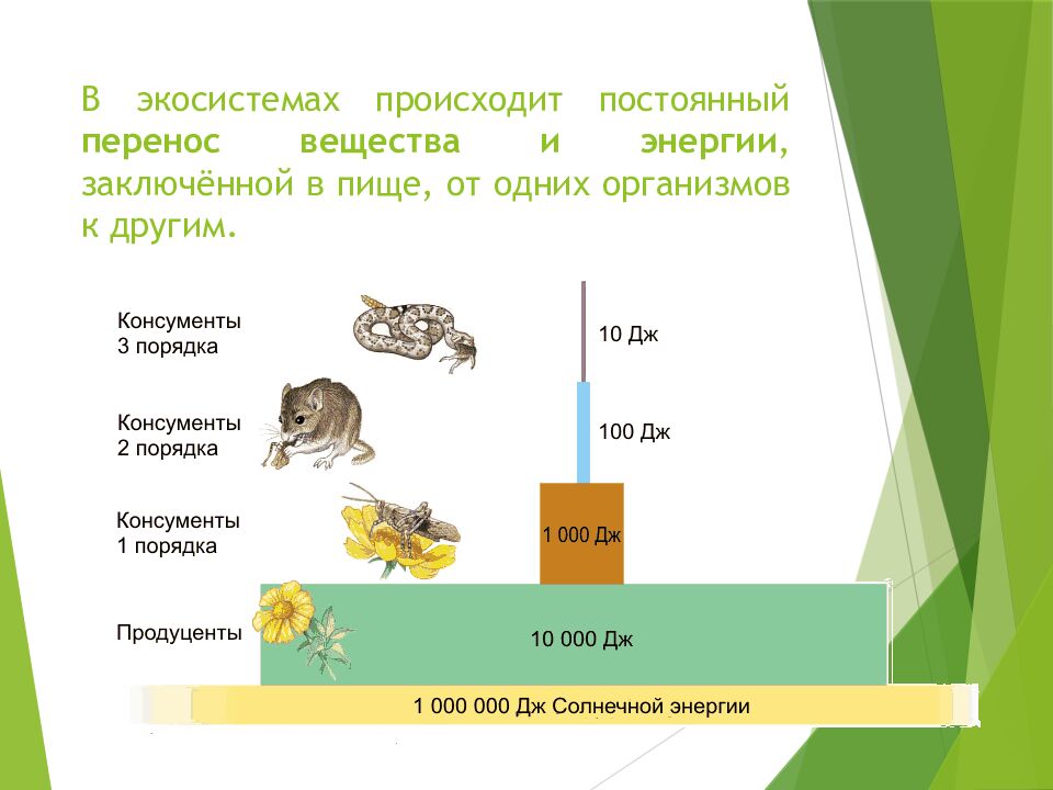 В экосистемах происходит постоянный перенос вещества и энергии, заключённой в пище, от одних организмов к другим.