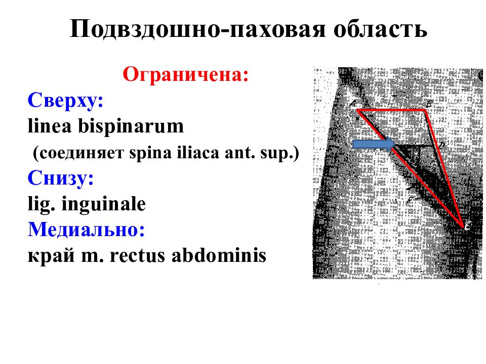 Паховый промежуток Паховый промежуток