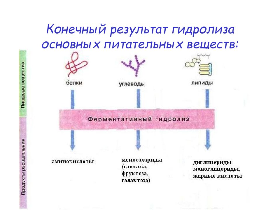 Гидролиз белка схема