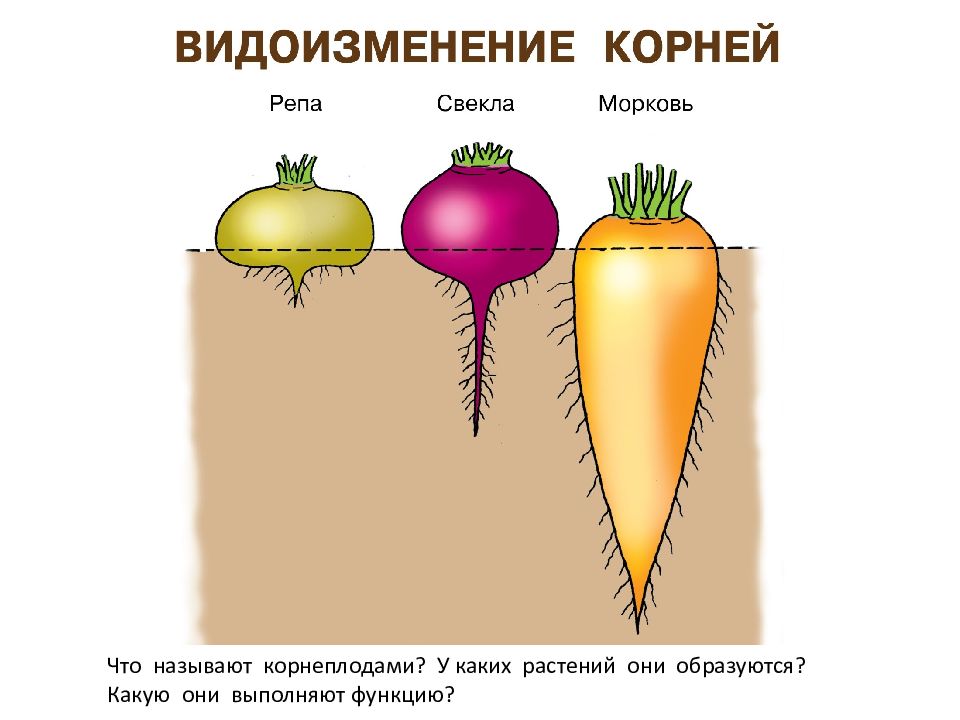 Строение растений презентация. Строение растения сообщение. План строения растений. Шист растения строение.