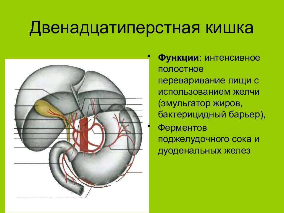 Выполняемые функции двенадцатиперстной кишки. 12 Перстная кишка строение и функции. Функции 12 перстной кишки. 12 Ти перстная кишка анатомия строение и функции. 12 Ти перстная кишка функции таблица.