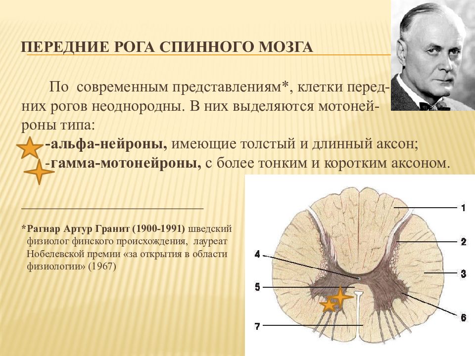 Двигательный передние рога спинного мозга