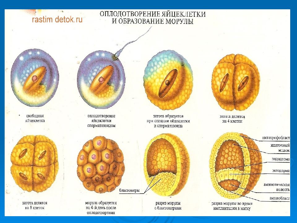 Развитие яйцеклетки. Имплантация оплодотворенной яйцеклетки. Физиология беременности оплодотворение. Стадии имплантации оплодотворенной яйцеклетки. Ранние признаки оплодотворения.