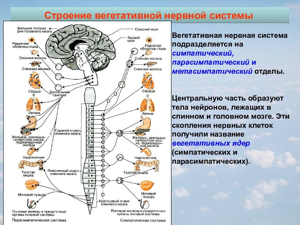 Схема строения центральной нервной системы