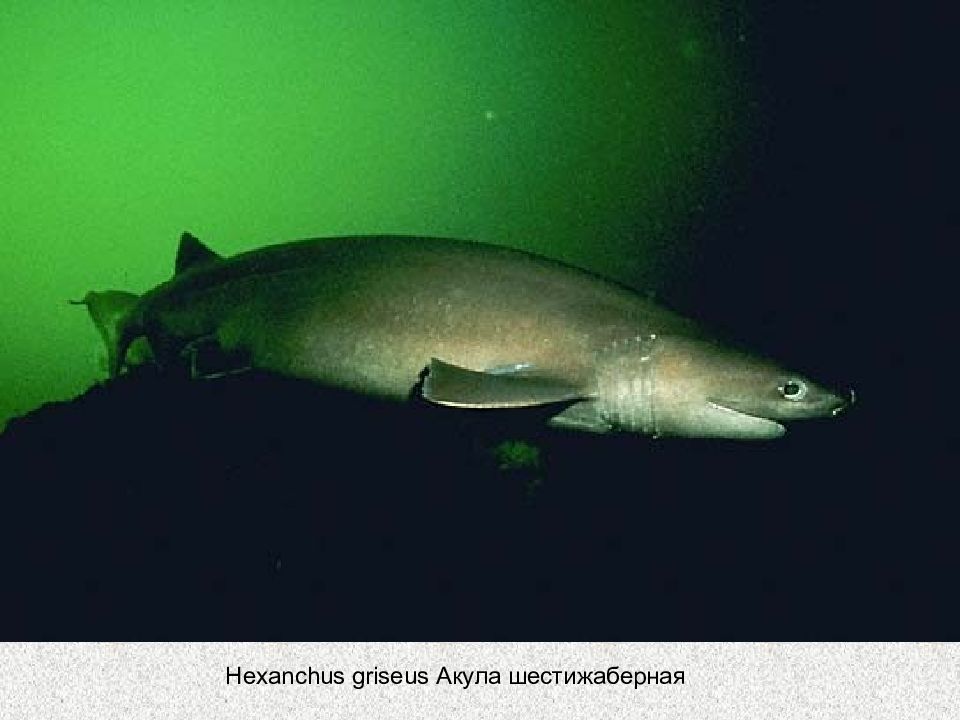 Шестижаберная акула. Hexanchus griseus. Шестижаберная акула Шестижаберная акула. Гребнезубая Шестижаберная акула. Пепельная семижаберная акула.