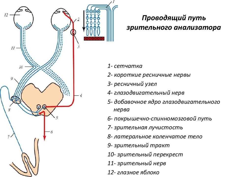 Укажите какие отделы зрительного анализатора отмечены на рисунке цифрами