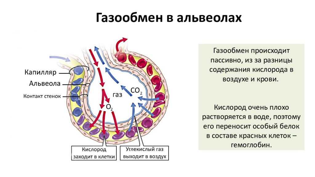 Обмен газов между альвеолярным воздухом и кровью. Процесс газообмена в альвеоле схема. Схема газообмена в альвеолах. Газообмен в лёгких схема. Схема газообмена в легких.