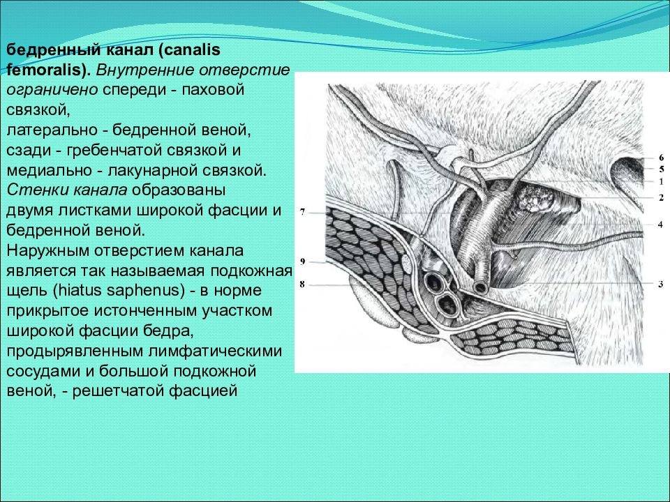 Бедренный канал. Бедренный канал, Canalis femoralis. Canalis femoralis стенки. Бедренный канал анатомия отверстия. Бедренный канал анатомия стенки.