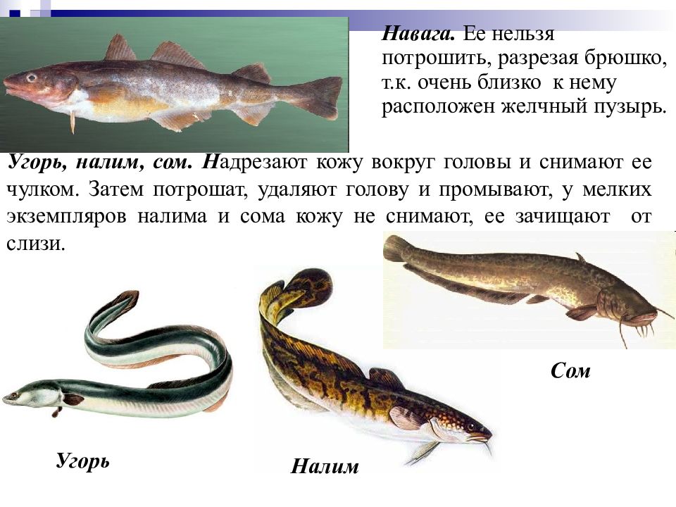 Карп угорь налим сом. Угорь и налим. Разновидности налима. Строение налима. Рассказать про сома.