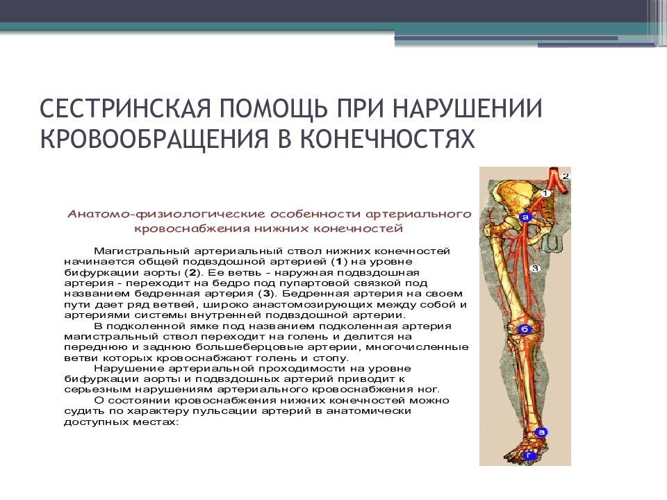 Сестринский уход при нарушении кровообращения. Сестринская помощь при нарушении кровообращения. Нарушение кровообращения нижних конечностей. Острые и хронические нарушения кровообращения нижних конечностей. Сестринский процесс при нарушении кровообращения.