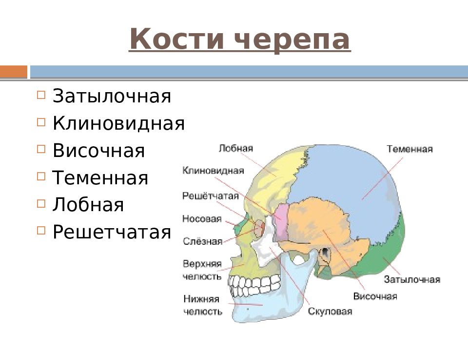 Теменная и затылочная кости тип соединения. Строение черепа спереди и сбоку. Череп вид сбоку анатомия. Затылочная, лобная, теменная, клиновидная и решетчатая кости. Строение кости черепа человека.