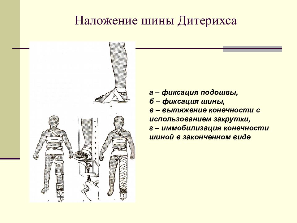 Шина дитерихса картинки