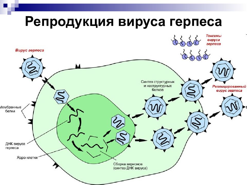 Схема репродукции герпесвируса