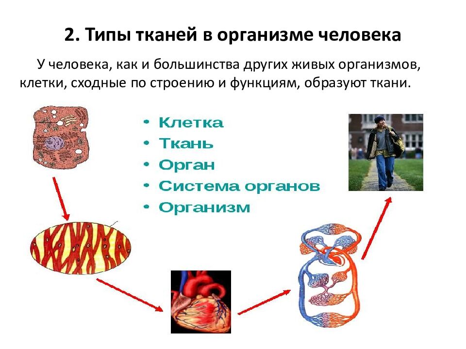 2. Типы тканей в организме человека