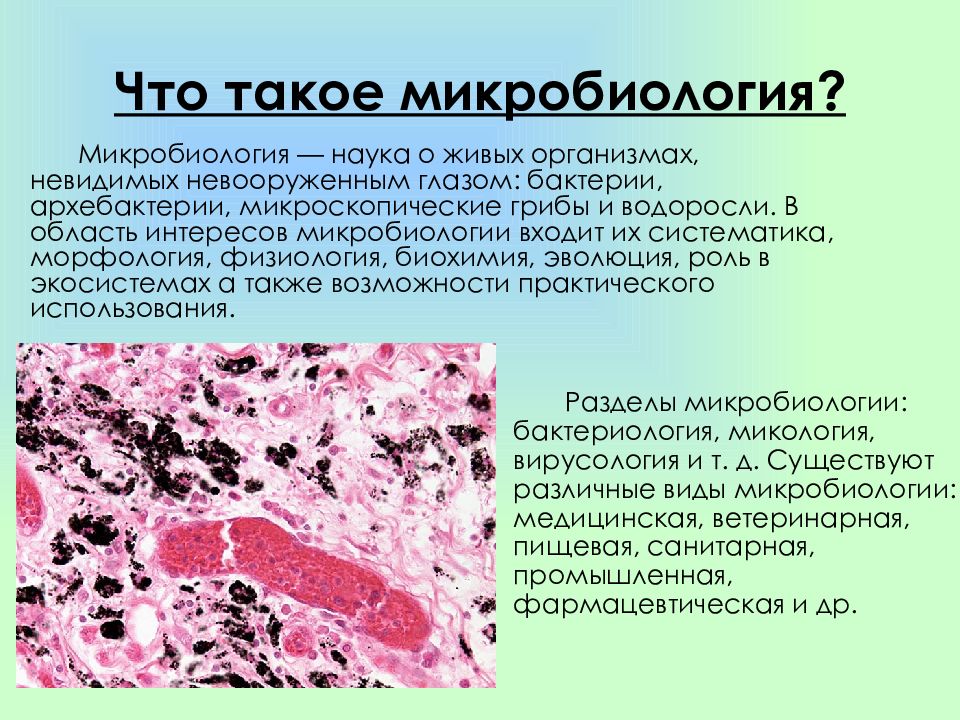 Презентация общая микробиология