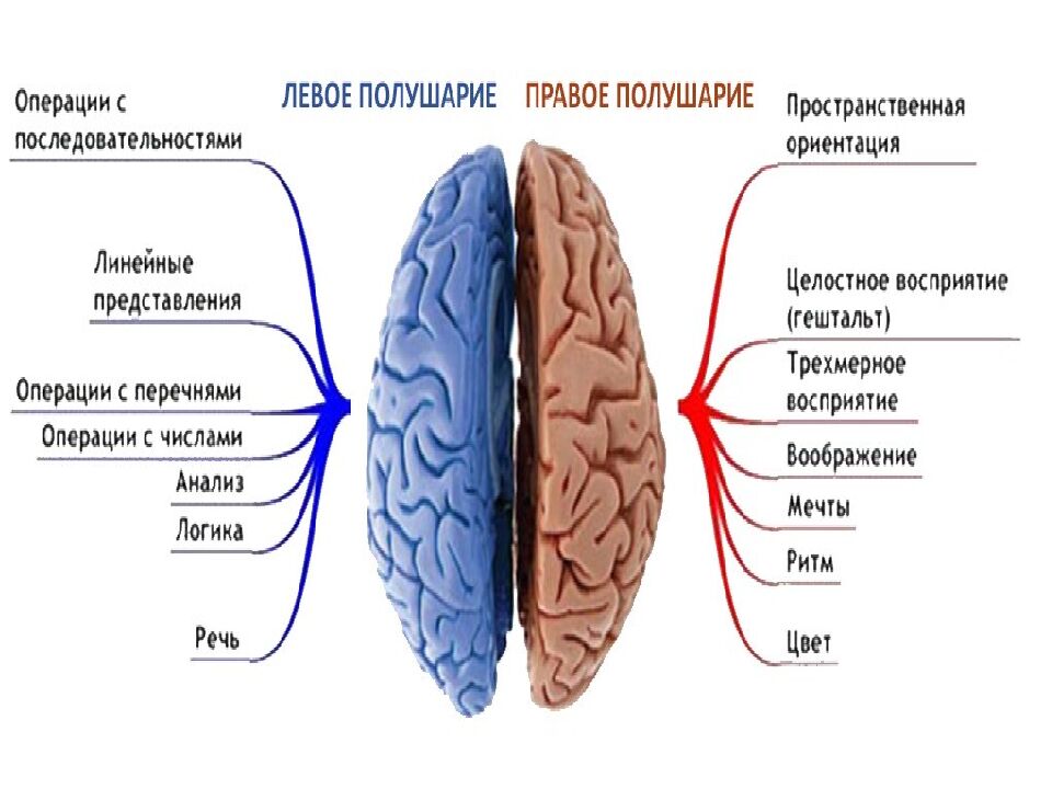 Лекция 5 Физиология нервной системы