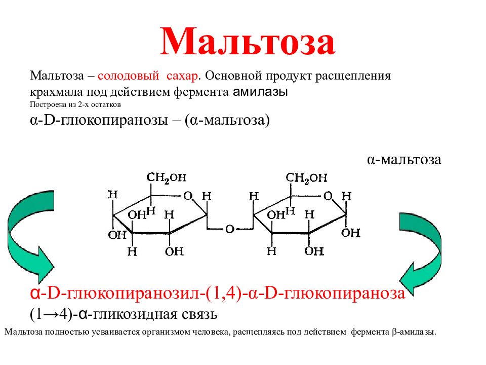 Ди и полисахариды. B мальтоза. Мальтоза биологическая роль. Мальтоза расщепляется.
