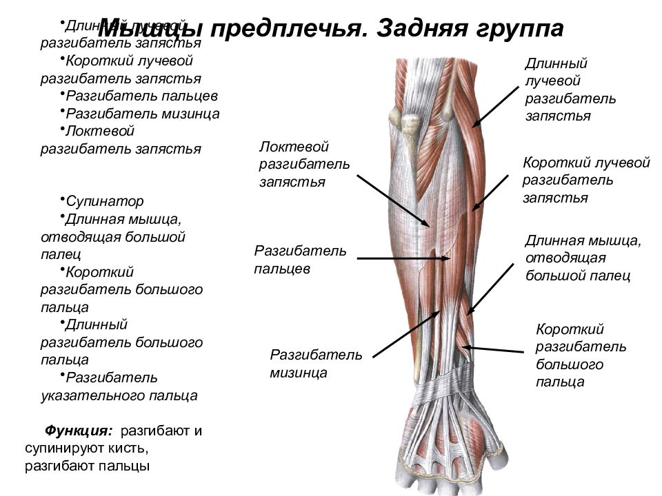 Презентация мышцы верхних конечностей