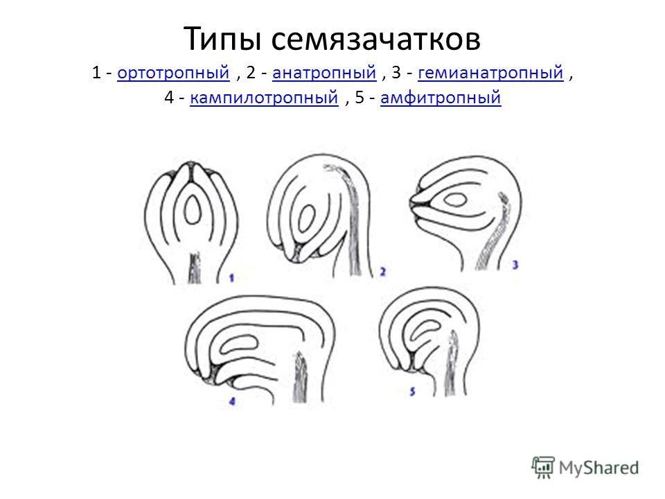 основные типы семяпочек. основные типы семязачатков. типы семяпочек. поперечный срез через завязь. виды семязачатков.
