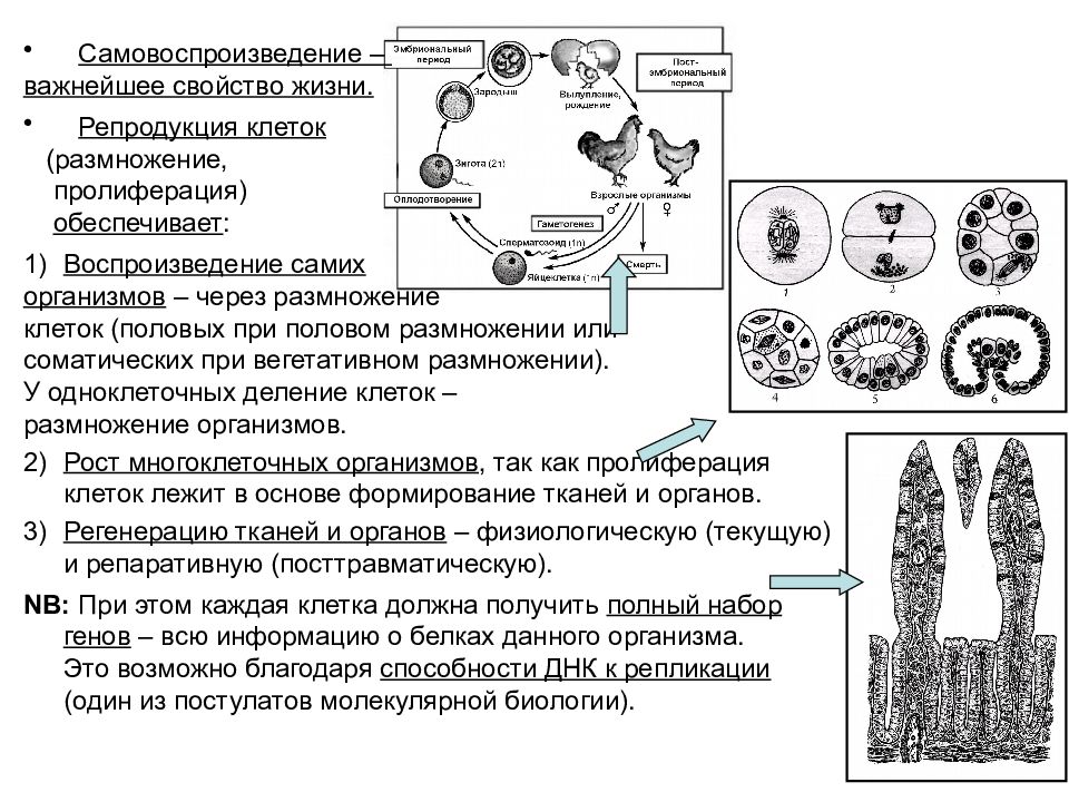 Размножение обеспечивает